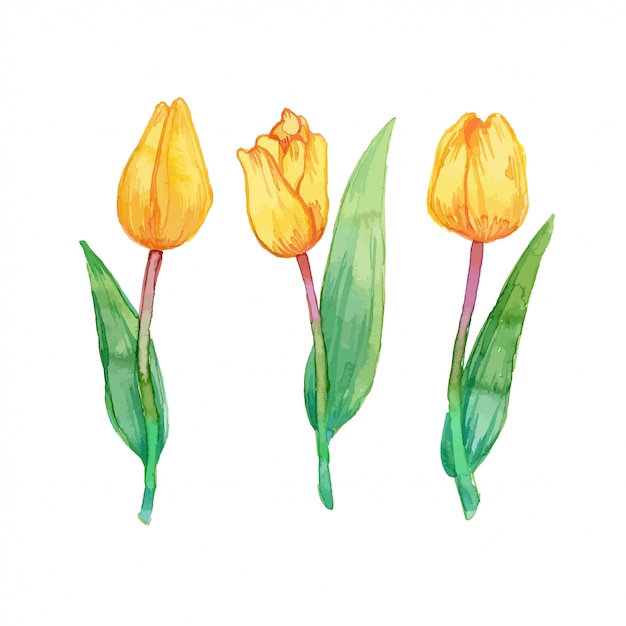 Vector yellow tulips watercolor illustration pack