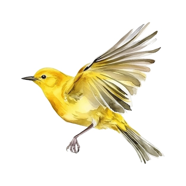 Yellow Warbler watercolor paint