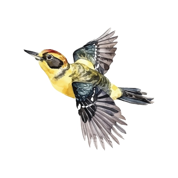 Vector yellowbellied sapsucker watercolor paint