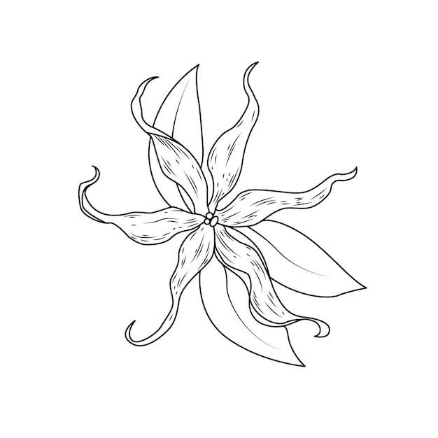 Vector ylang flower