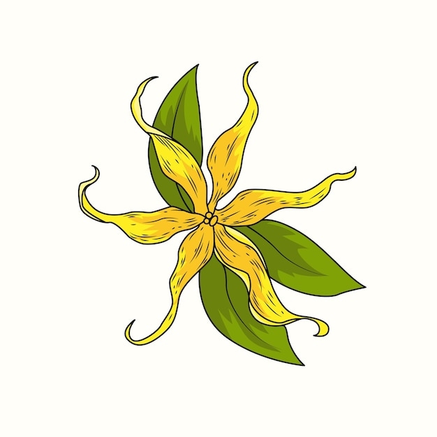 Vettore fiore di ylang