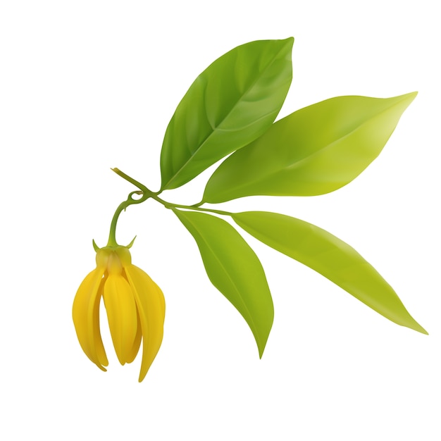 Ylang-ylang bloem met blad