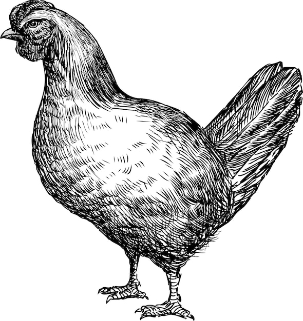 young chicken