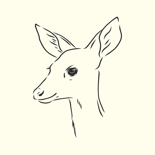 Young deer vector silhouette. fawn, vector sketch illustration