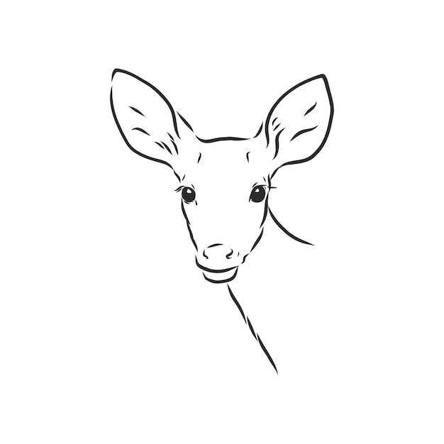 Young deer vector silhouette. fawn, vector sketch illustration