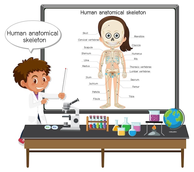 Vector young doctor explaining human anatomical skeleton