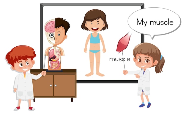 Young doctor explaining muscle anatomy