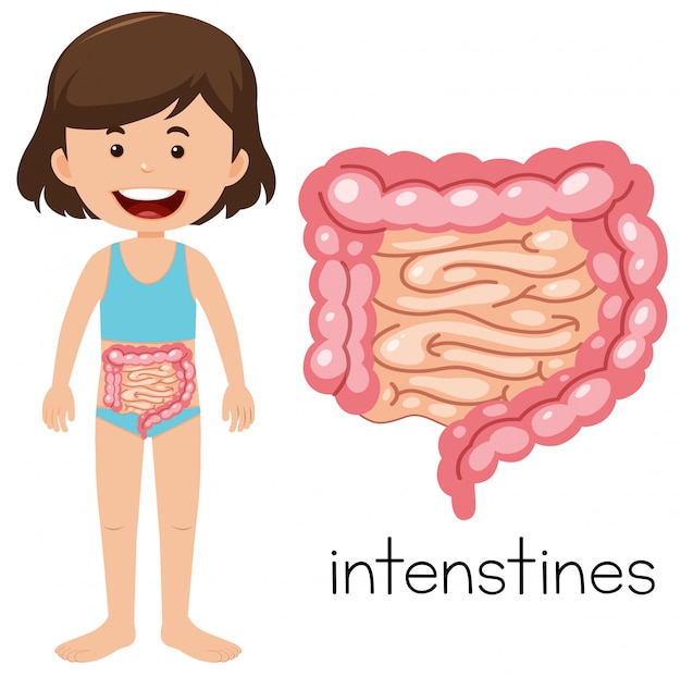 Young girl with intestines