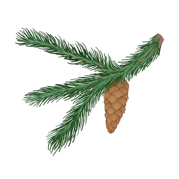 Vettore giovane ramo di abete verde con una cono di pino illustrazione vettoriale