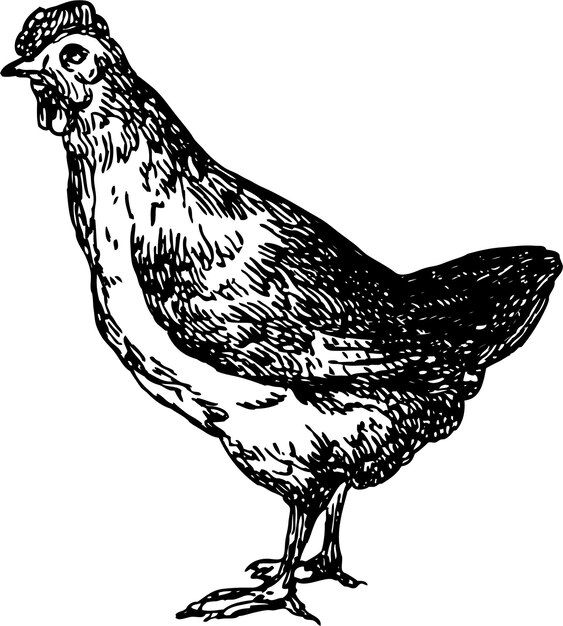 Vector young hen