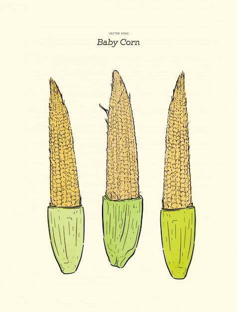 Young raw baby corn, hand draw sketch vector.