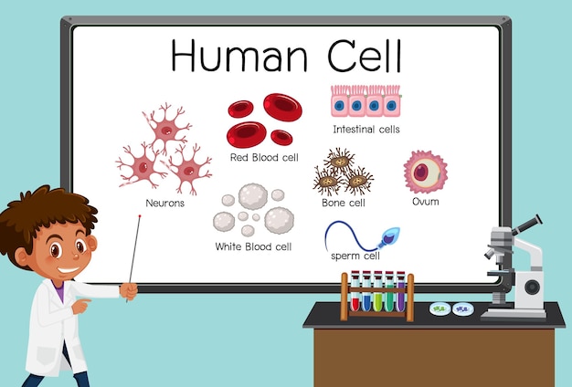 実験室のボードの前で人間の細胞を説明する若い科学者