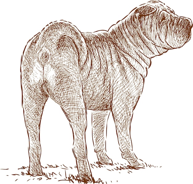 Vector young sharpei