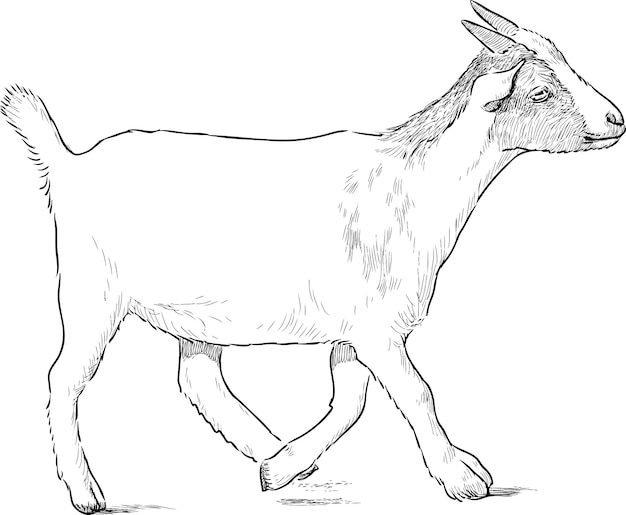 Молодой козел