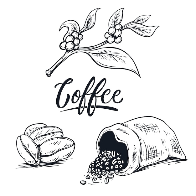 Vector zaad koffie hand schrijven illustratie