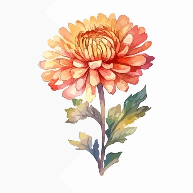 Zachte aquarelillustratie met de ingewikkelde details van een chrysanthemumbloesem