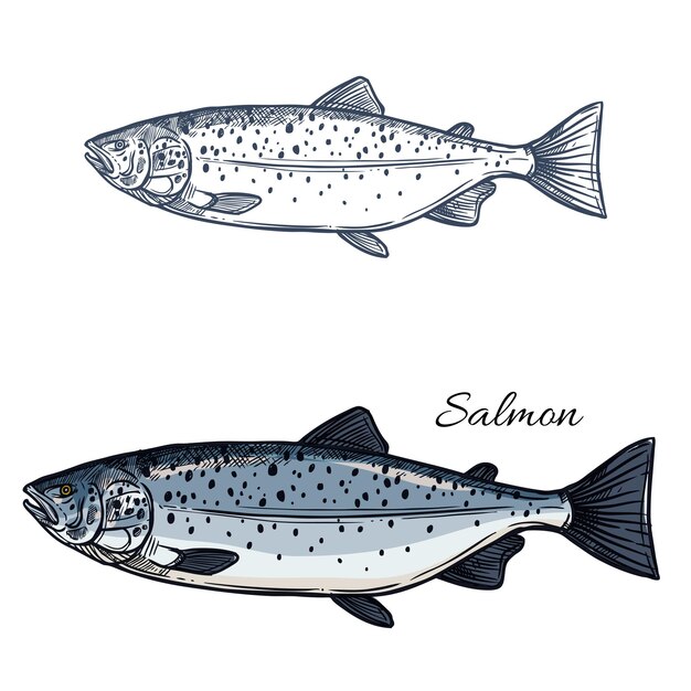 Vector zalm vis vector geïsoleerde schets icon