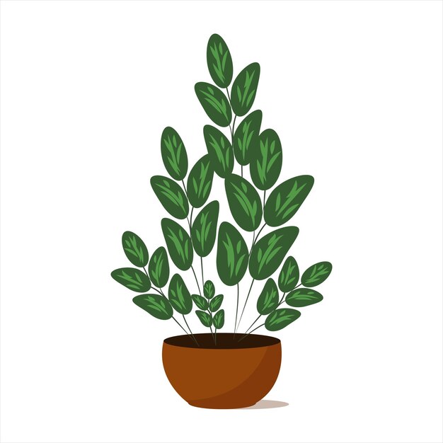 Zamioculcas. Houseplant. Plant for home and office.