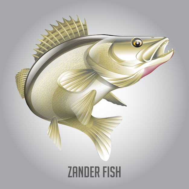 Zander fish vector illustration