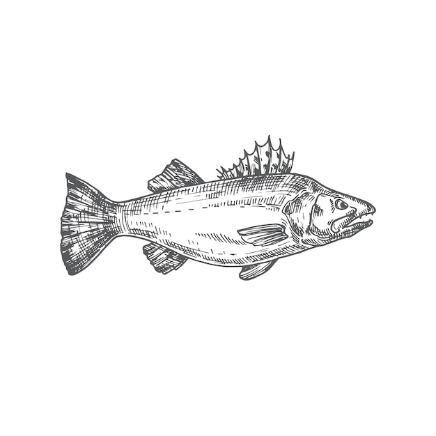 ザンダー手描きベクトルイラスト抽象的なPikeperch魚のスケッチ彫刻スタイルの描画