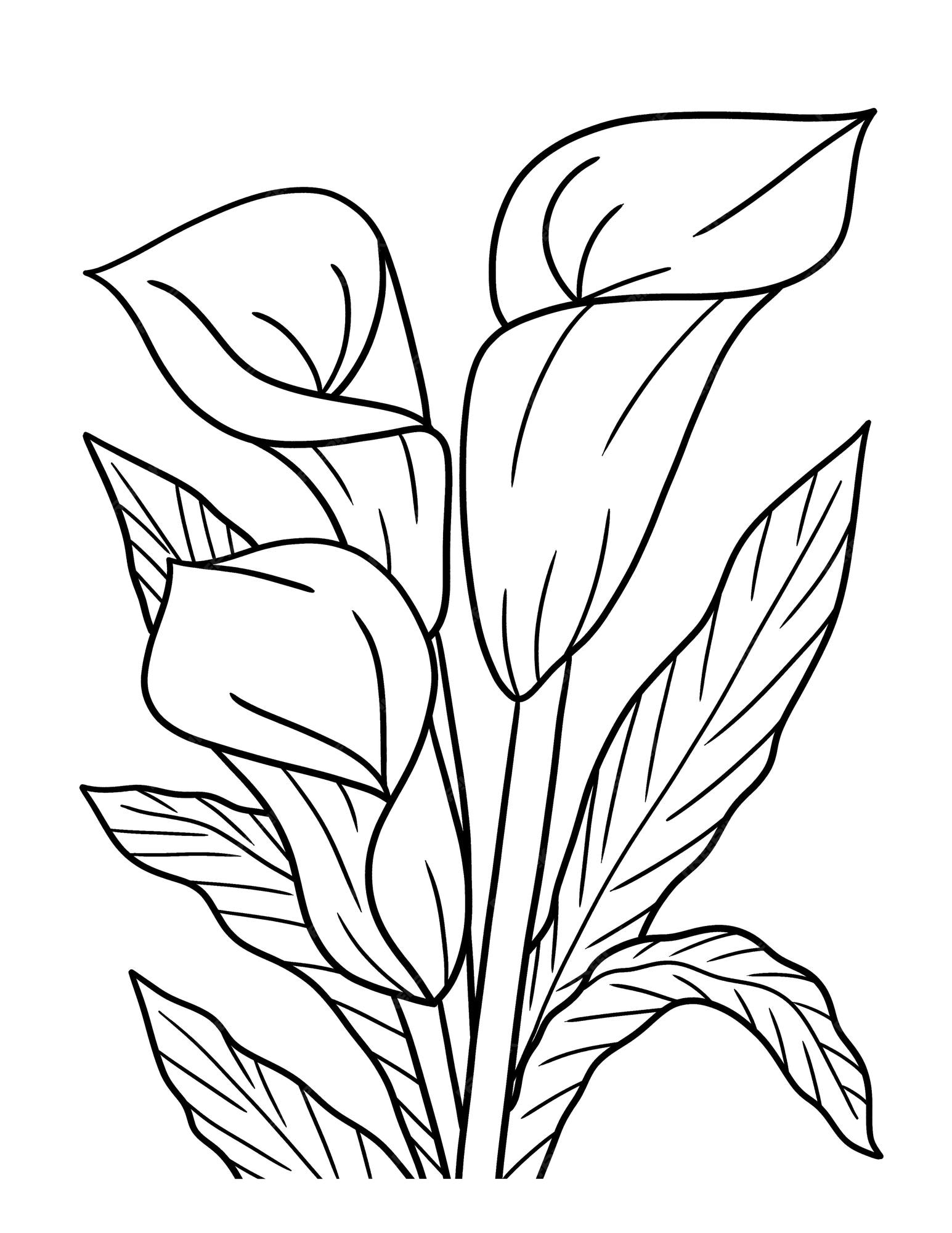 Calla Lily Coloring Page