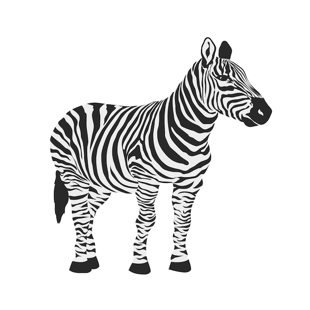 Vector zebra animal vector illustration icon image