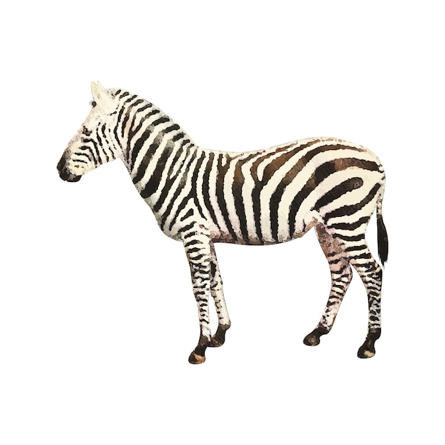 Vector zebra aquarel vectorillustratie