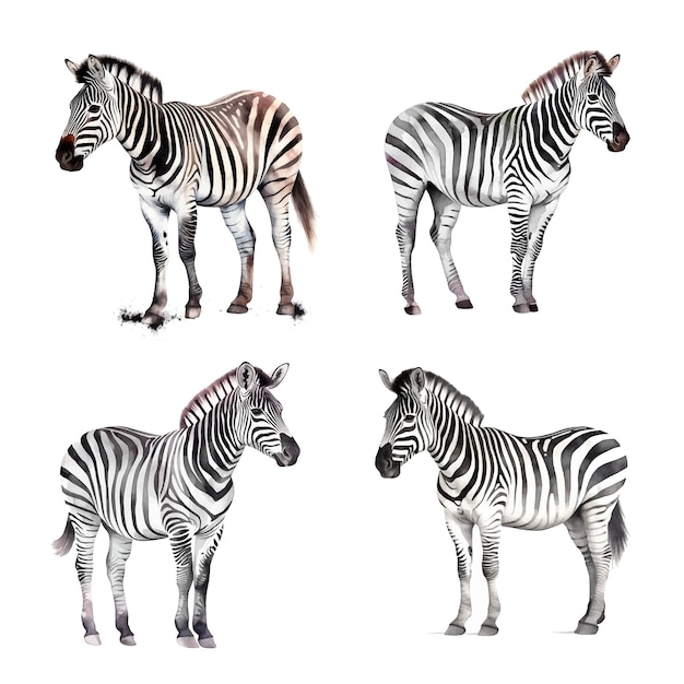 Zebra aquarelverf collectie