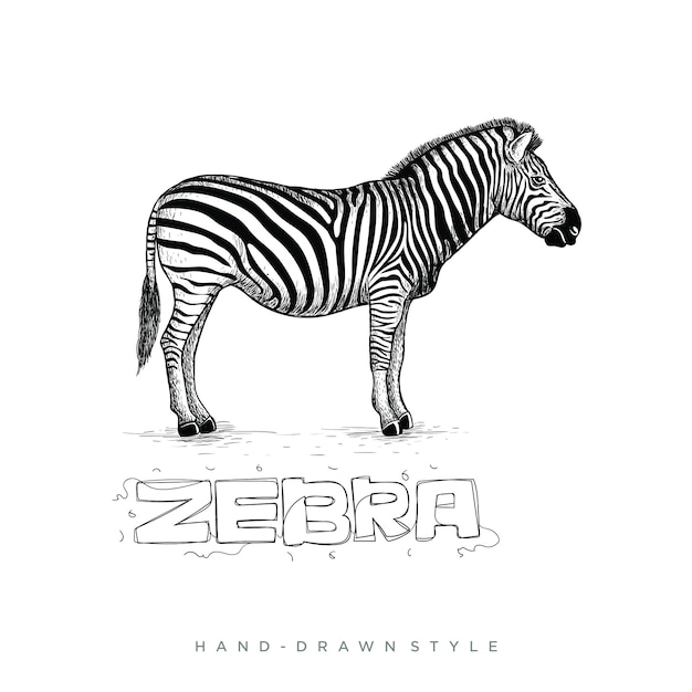 zebra handgetekende stijl, dierlijke illustratie ziet er realistisch uit, zwart-wit abstract