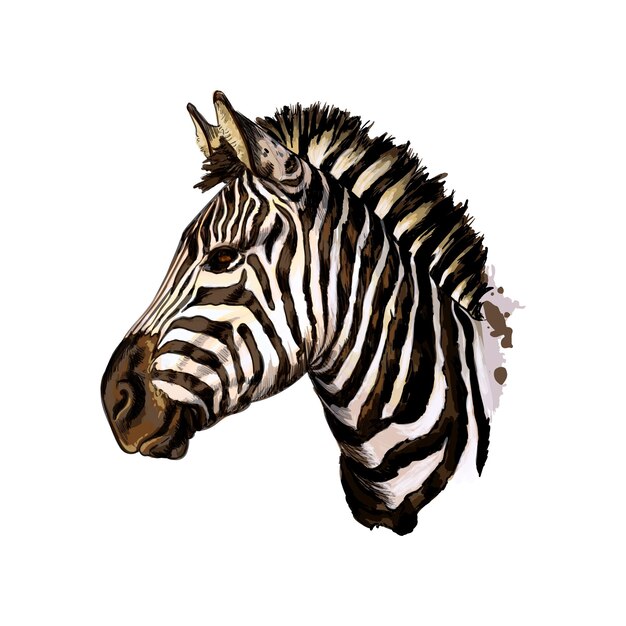 Zebra hoofd portret van een scheutje aquarel, gekleurde tekening, realistisch. Vector illustratie van verven