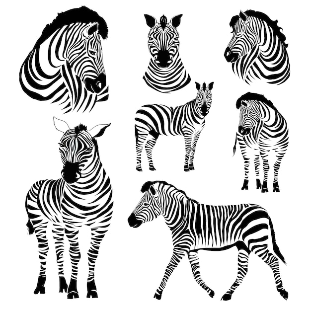 Zebra illustrations