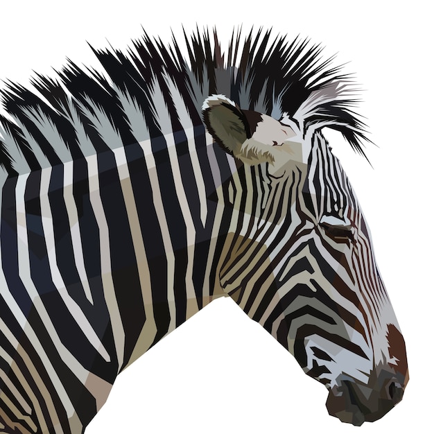 Vector zebra isolated on white background