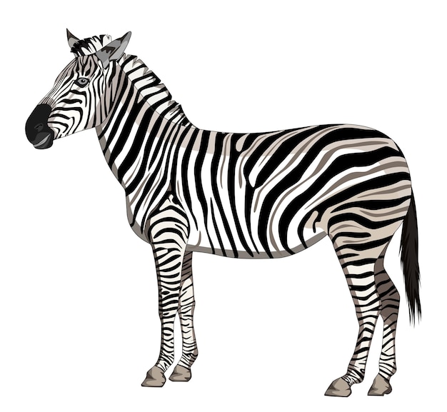 Una zebra in piedi su uno sfondo bianco, illustrazione vettoriale