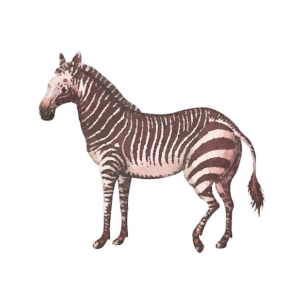 Vector zebra watercolor vector illustration