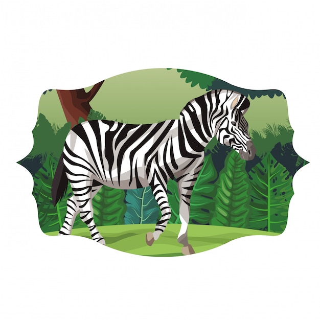 Zebra wild animal