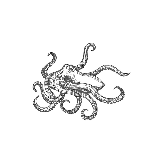 Vector zeedier octopus schets zeemonster geïsoleerd