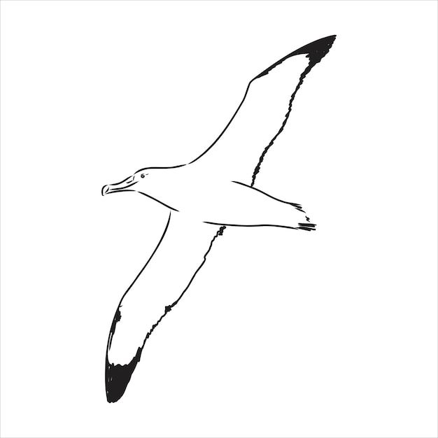 Zeemeeuw Albatros vogel tijdens de vlucht met open vleugels schets vector graphics zwart-wit tekening albatros vogel vector sketch