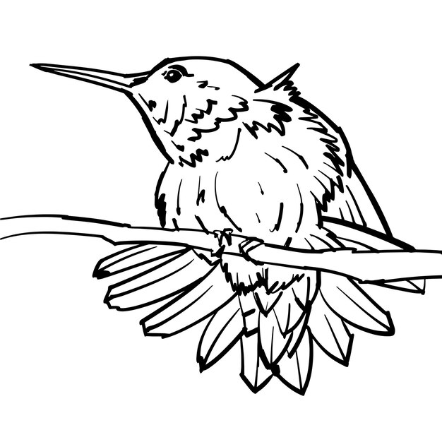 Zeer fijne tekeningen en aquarelillustratie van kolibrie