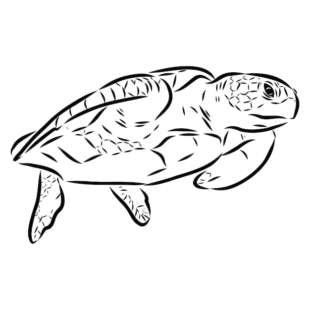 Zeeschildpad tekent zwarte lijnen op een witte achtergrond