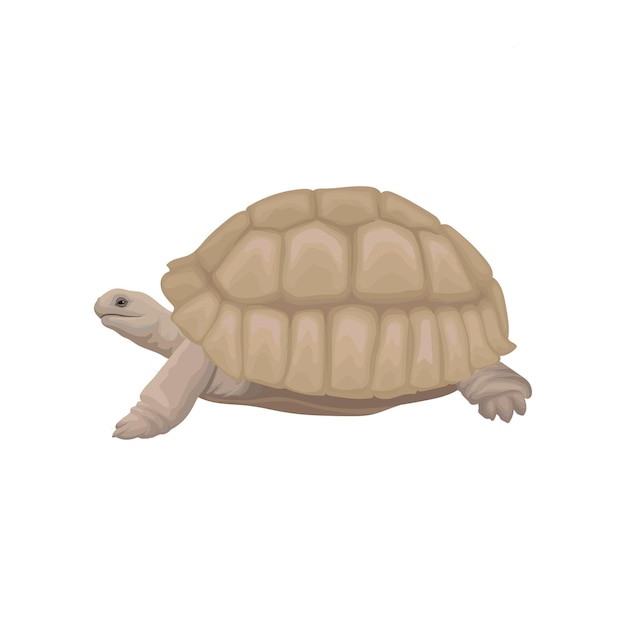 Zeeschildpad wild dier vector illustratie op een witte achtergrond