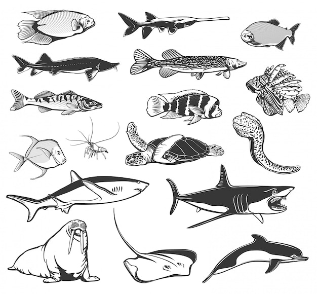 Zeevis en oceaan dierlijke pictogrammen