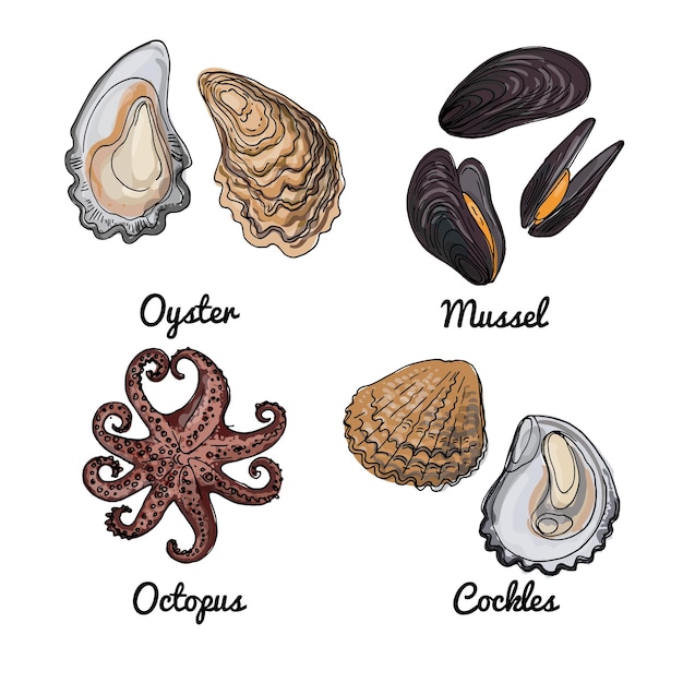 Zeevruchten Vector tekening van voedsel Oesters mosselen schelpen octopus