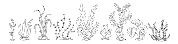 Zeewier hand getekend in doodle stijl