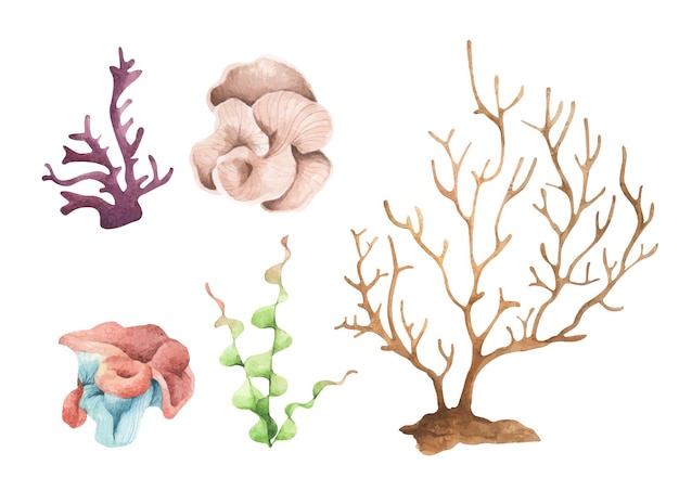 Zeewier Onderwater oceaan planten zee koraal elementen Aquarel illustratie