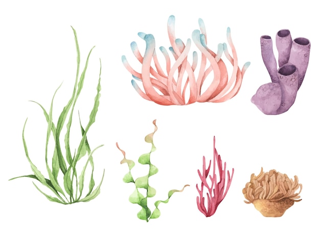 Zeewier Onderwater oceaan planten zee koraal elementen Aquarel illustratie