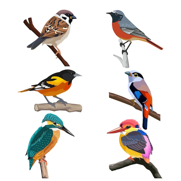 Zes kleurrijke vogels, illustratie