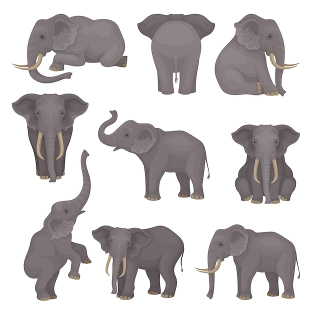Zet olifanten in verschillende poses. Afrikaanse Aziatische Aziatische dieren met grote oren en lange stammen.