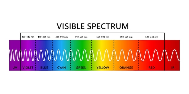 Vector zichtbaar lichtspectrum infared en ultraviolet optisch licht golflengte elektromagnetisch zichtbaar kleurenspectrum voor menselijk oog gradiëntdiagram educatieve vectorillustratie op witte achtergrond