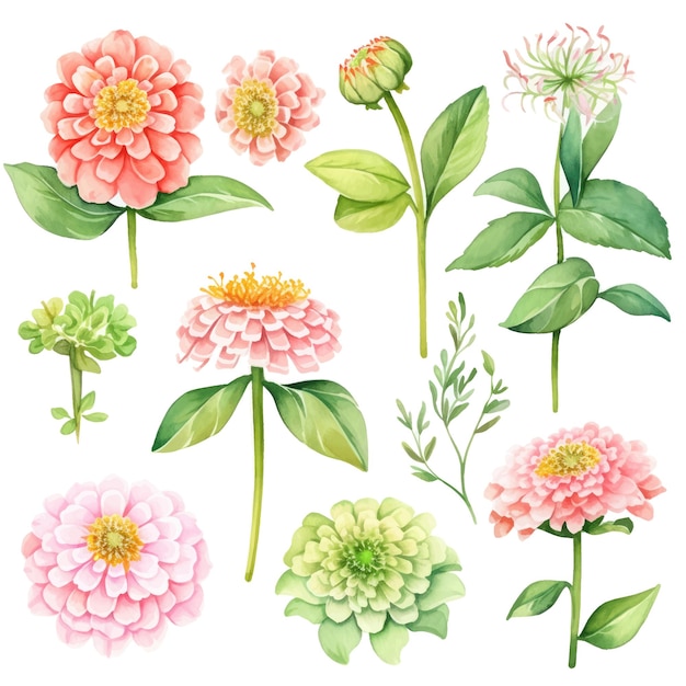 Vector zinnia aquarel bloemen en blad assortiment vectorset