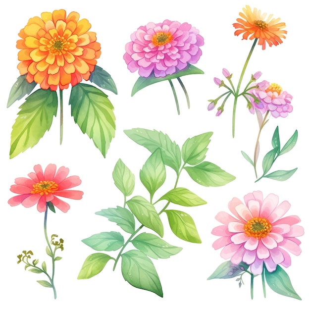 Vector zinnia aquarel bloemen en blad assortiment vectorset